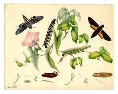 Convolvulus Hawk Moth and Hawk Moth