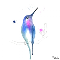 Petit Colibri de Paradis