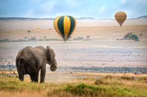 Hot air balloons land in the Masai Mara National Reserve, Kenya.