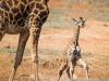 Monarto giraffe birth caught on video