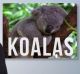 viral video koalas