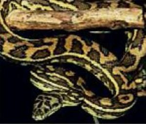 Coastal Carpet python.