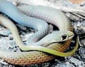 Yellow-faced Whip snake.