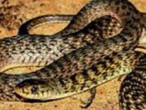 Keelback.