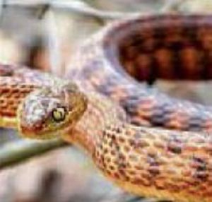 Brown Tree snake.