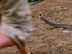 WATCH: Why the Coastal Taipan is such a deadly snake