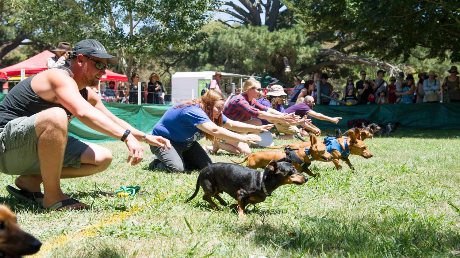 Bungendore is a tree change option close to Canberra. The annual show, which has included Dachshund races, is a popular event.