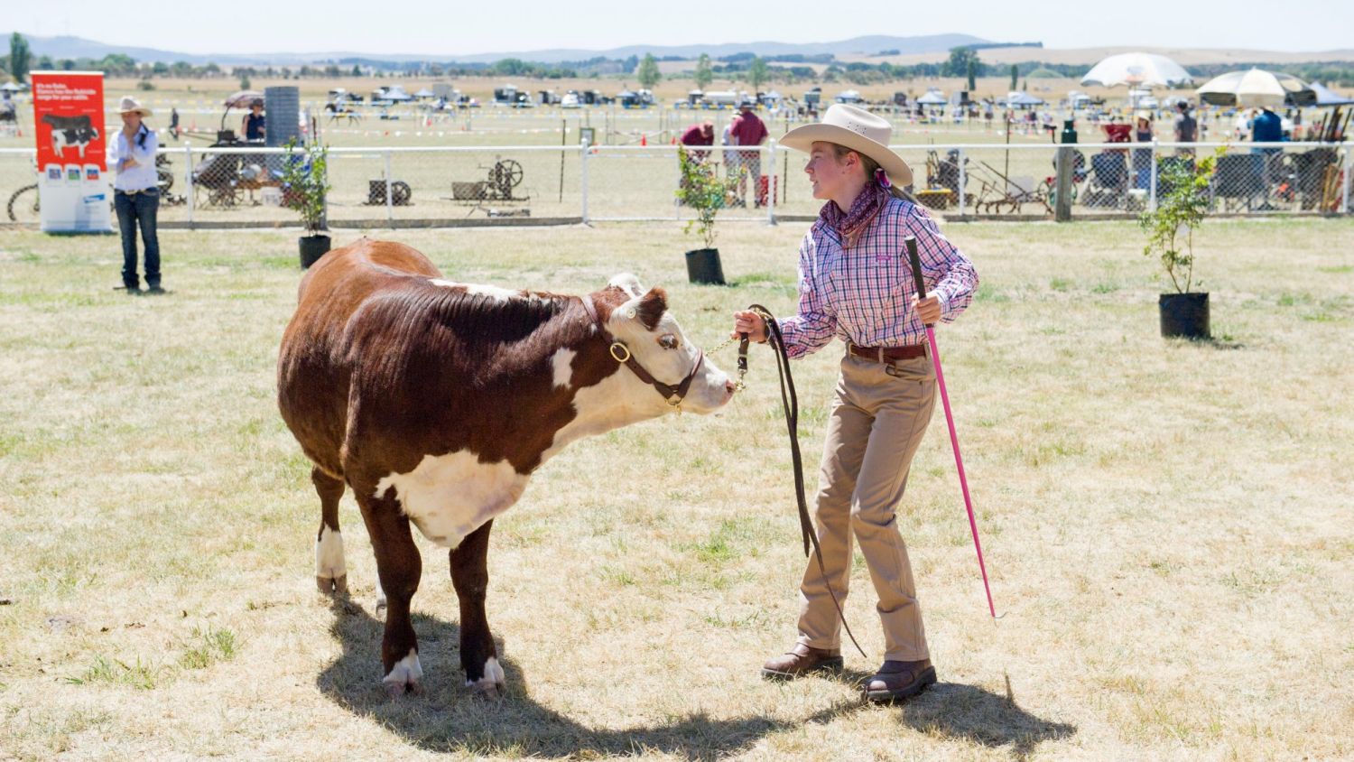 Cattle judging at the Bungendore Show.