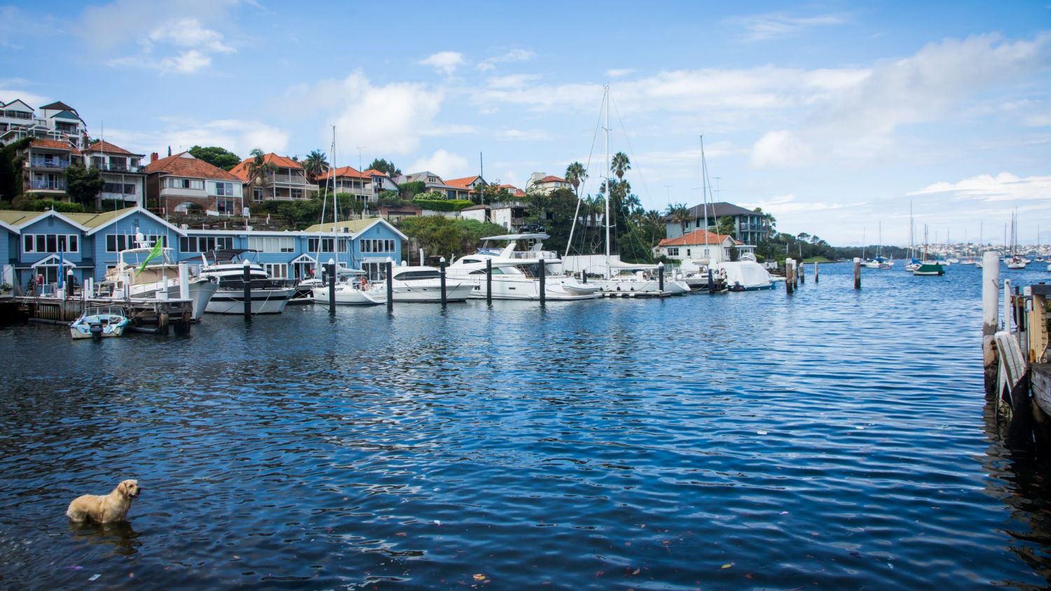 A dog plays in the harbour adjoining Milson Park in Kirribilli.