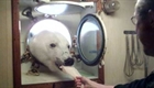 Polar bear pokes head through port hole 