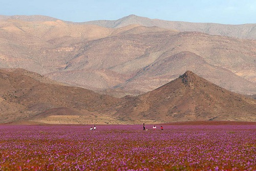 danger:
“Rainfall on the Atacama Desert
”