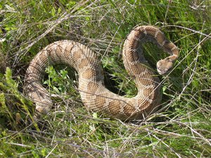 File - A rattlesnake slithers in the grass at Beale Air Force Base, California. Rattlesnakes are one of the species of snakes found in California.