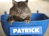 Celebrity wombat Patrick dies