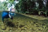 Drift-snorkel in a rainforest. Mossman River, far north Queensland.