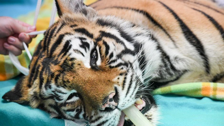 SMH News. Story, Indira the tiger is finally having her eye surgery through the University of Sydney Veterinary Teaching ...