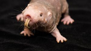 Naked mole-rats are marvellous and bizarre mammals; they don't get tumours, they live like social insects and are ...