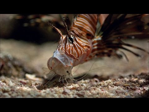 Stay Away from Packs of Hungry Lionfish