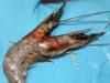 Mystery of the mutant, two-headed prawn