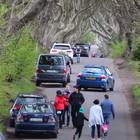 An not so busy Dark Hedges on Easter Tuesday. Photo: Mark Jamieson