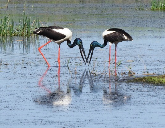 I took this photo on Fathers Day last year at the Common in Townsville where we were visiting for 3 days.A male and ...