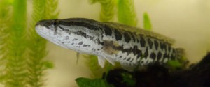 Snakehead