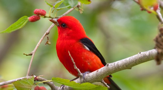 Scarlet tanagers are neotropical migrants, spending winters in Central and South America and summers in North America. (Photo courtesy of the Smithsonian Migratory Bird Center)