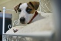 Some hotels provide beds for dogs on the move.