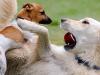 Secret language of dogs at play time