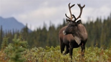 Woodland caribou