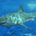 Photo by Terry Goss via Wikimedia Commons: Great white shark