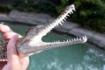 A file picture of a freshwater crocodile similar to that found by Aaron Hughes in Peakhurst.