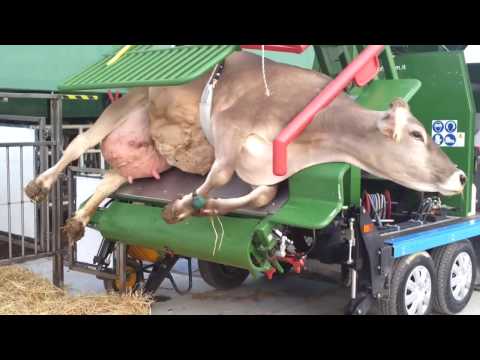 World Modern Technology Automatic Cow Shoeing and Cleaning Mega Machine Factory on Wheels