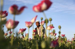 An Afghan man walks through a poppy field in the Surkhroad district of Jalalabad east of Kabul, Afghanistan.