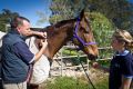 Vet Derek Major administers a Hendra virus vaccine to his horse Summit, with the aid of his veterinary assistant (file ...