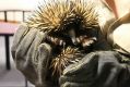 Piggie the echidna was taken from the Currumbin Wildlife Sanctuary in October, 2015.