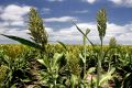 Manufacturers and distributors of white sorghum products are witnessing a steady increase in demand for white sorghum ...