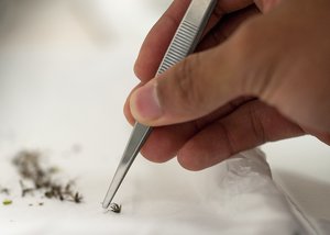 File - Airman 1st Class Stephen Nicer, 96th Aerospace Medicine Squadron public health technician, sifts through previously trapped frozen insects July 20 at Eglin Air Force Base, Florida. Nicer sorts the insects for female mosquitoes., a potentizl czrrier of the Zika virus.