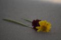 Flowers left by a mourner at the beach. 