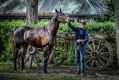 Home track advantage: Hawkesbury trainer Jason Attard with Sons Of John, a previous winner of the Hawkesbury Cup.