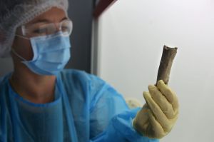 SYDNEY, AUSTRALIA - APRIL 24: Dr Jodie Ward, NSW Health Pathology?s Forensic DNA Specialist examines remains of our ...