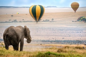 Hot air balloons land in the Masai Mara National Reserve, Kenya.