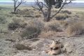 A badger captured on a trap camera after it buried a cow carcass. 