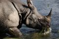 A greater one-horned rhino in Janakauli community forest bordering Chitwan National Park, Nepal. Authorities are ...