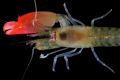 The pistol shrimp, which produces a sound louder than rock concerts has been named after the band Pink Floyd. 