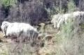 Jeff Carrick and his mate Nick Tonkin spied the sheep while fishing near Casuarina Sands.