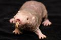 Naked mole-rats are marvellous and bizarre mammals; they don't get tumours, they live like social insects and are ...