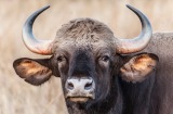A gaur, the wild ox of the Himalayas.