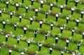 Young people lay wreaths during a service last year to mark the 100th anniversary of the start of the battle of the ...