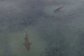 Drone footage shows the grey nurse sharks feeding on mullet in Fingal Bay.