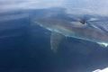 Craig Hudson managed to capture the shark circling his boat 